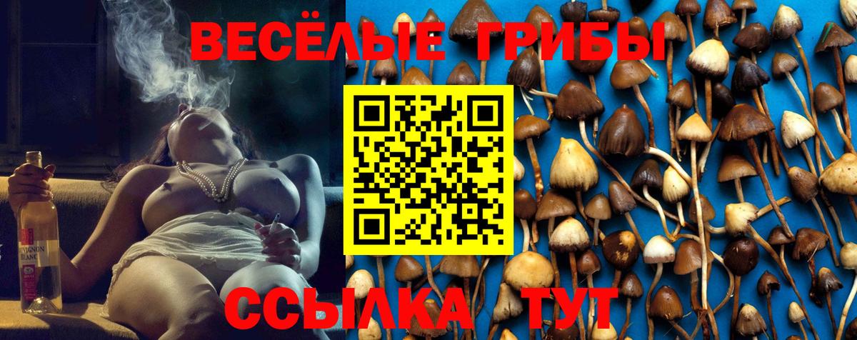 Кудрово  Псилоцибиновые грибы мицелий  Вход с VPN  Псилоцибиновые грибы ЛСД 